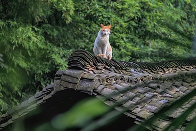 一区一品一特色