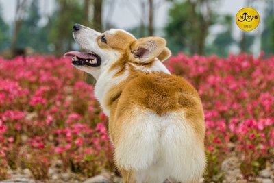 十部顶级的日剧腐剧