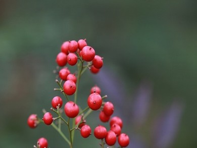 天美果冻糖心mv