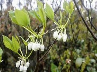 福幼白马校区